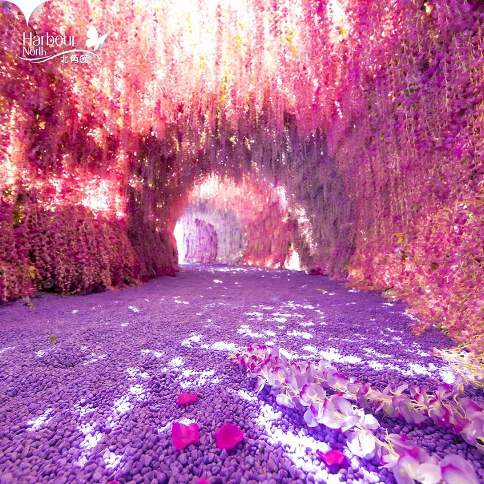 紫在北角匯花夏祭