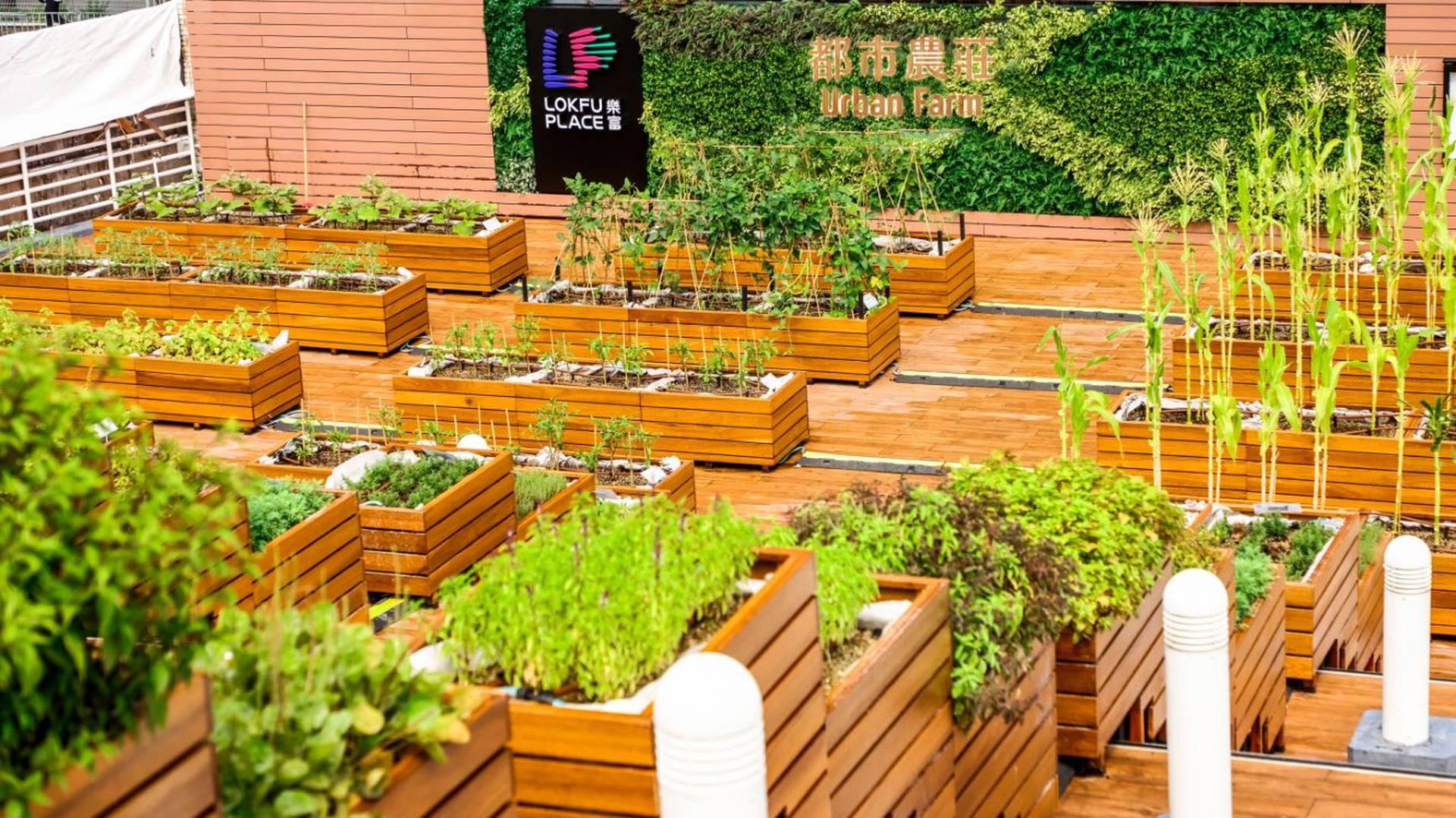 九龍區商場唯一設戶外都市農莊  玩轉香草 