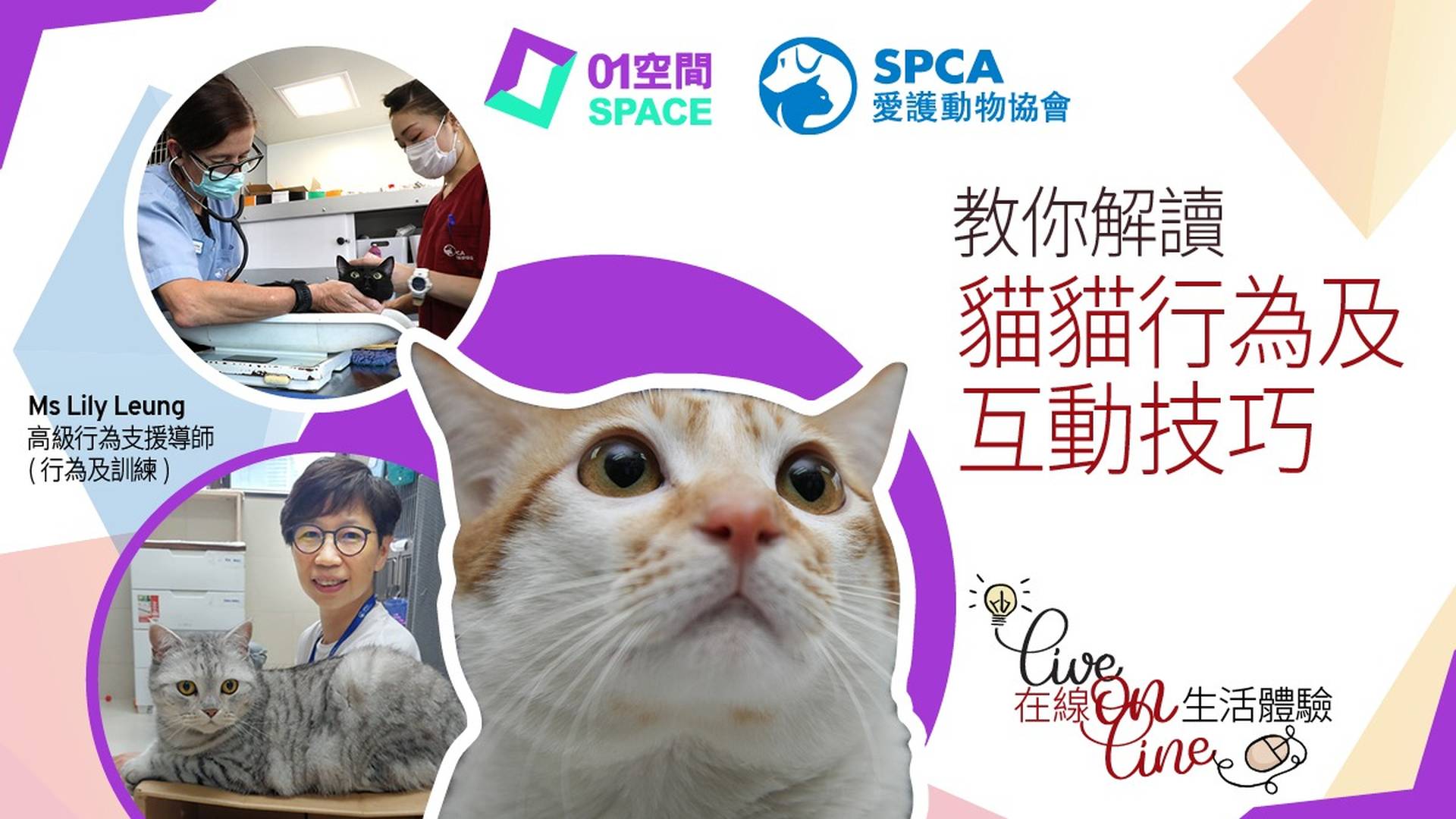 【重溫】01空間 X SPCA 教你解讀貓貓行為及互動技巧