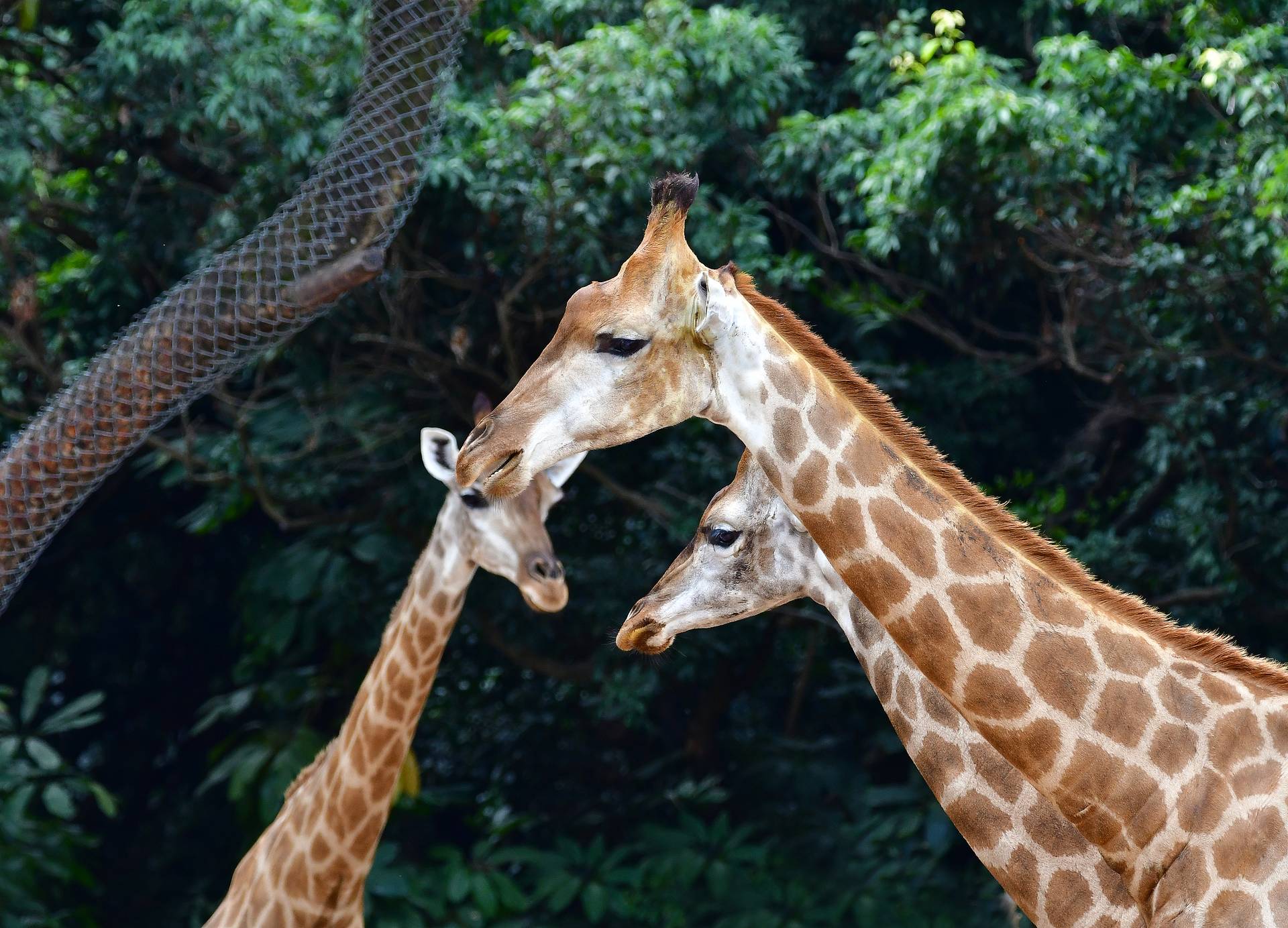 深圳野生動物園