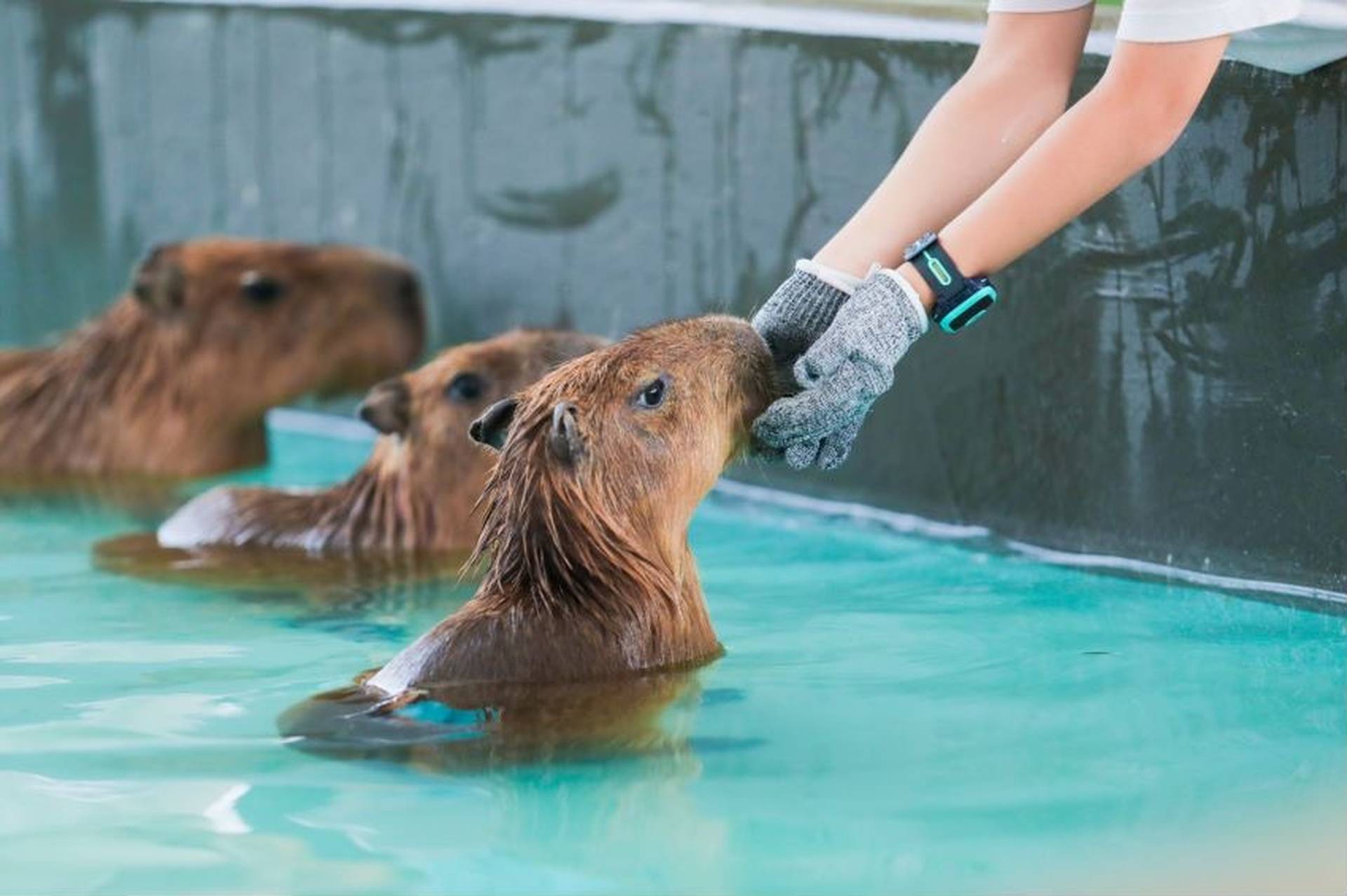 Lollypet寵萌樂園（筍崗萬象食家店）｜$76起同小浣熊、貓等20＋動物零距離接觸｜羅湖好去處