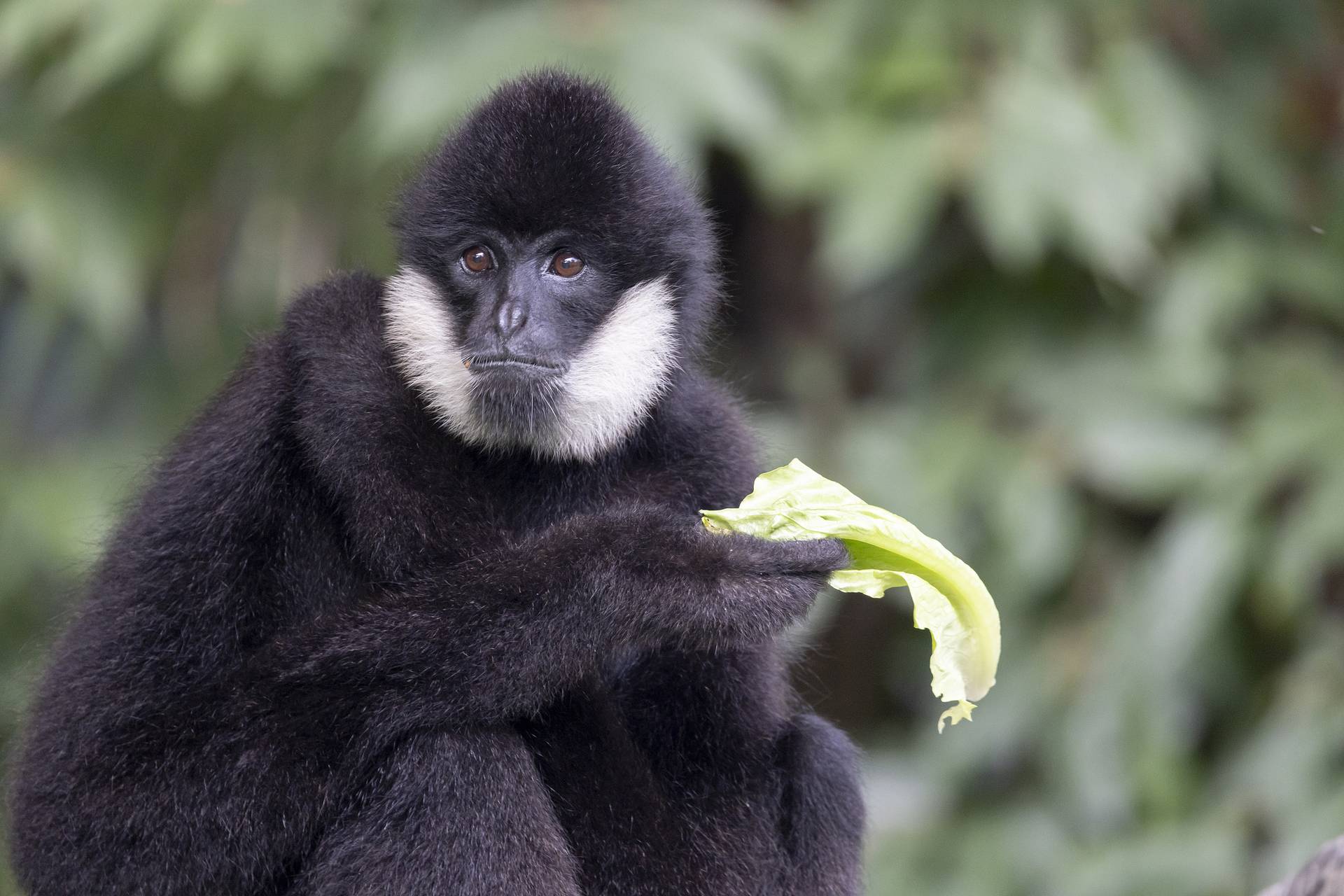 優待票（學生/青少年）| 深圳野生動物園