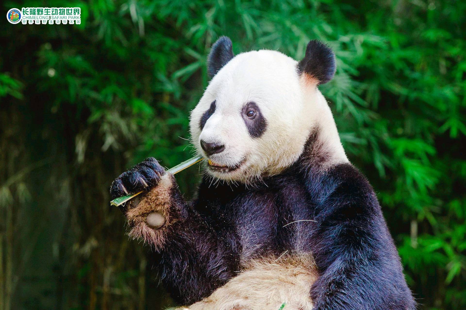 成人票 | 一日票 | 長隆野生動物世界